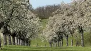 Stecklenberg startet Kirschblütenfest mit sportlichem Berglauf und neuem Wanderstempel