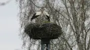 Störche in Loitz wieder vereint: Hoffnung auf Nachwuchs wächst im Storchenhorst