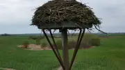 Störche mieden Nest bei Blankensee: Jetzt ist klar, warum
