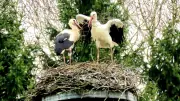 Störche zurück in Kreckow: Nest nach drei Jahren wieder besetzt