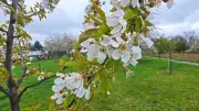 Streuobstwiese in Hoym: Verein pflanzt historischen Obstgarten neu