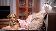 Studie enthüllt: Hunde helfen spontan wie Kinder, Katzen bleiben distanzierte Beobachter