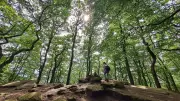 Tag des Baumes: Kontroverse Diskussion über Windräder im Wald und neue Baumarten