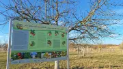 Templiner Sortenschaugarten: Neue Tafeln für alte Apfelsorten wie Hasenkopf und Großherzog Friedrich
