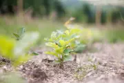 Thüringenforst pflanzt 1,5 Millionen neue Bäume gegen Klimawandel