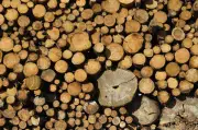 Thüringer Forstwirtschaft: Borkenkäfer-Rückgang führt zu drastisch weniger Holzeinschlag