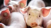 Tierarzt-Pleite in Jessen: 30.000 Schweine betroffen - XXL-Betrieb insolvent