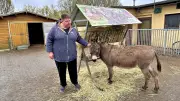Tiergehege Greppin nach Tod von Haflinger Ben in tiefer Krise: Wut, Trauer und finanzielle Belastungen