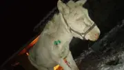 Tiergehege Greppin: Pferd zu Tode gefüttert, Esel mit Mistgabel attackiert - Welle der Gewalt