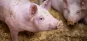 Tierhaltungslogo bald auch in Restaurants: Mehr Transparenz für Verbraucher