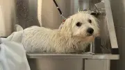 Tierheim Laage: Neue Hundedusche für Hygiene und Wellness
