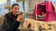 Tierleid im Saalekreis: Sechs Katzenbabys in Beutel entsorgt - Balthasara kämpft ums Überleben