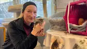 Tierleid im Saalekreis: Sechs Katzenbabys in Beutel entsorgt - Nur Balthasara überlebt