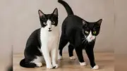 Tierschützer schockiert nach Drohung: Katzengeschwister suchen Für-immer-Zuhause