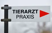 Tierschutzbund-Umfrage: Tierheime kämpfen mit explodierenden Tierarztkosten