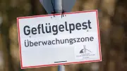 Tierseuchenkasse MV erhöht Beiträge drastisch: Kleingeflügelhalter in Not