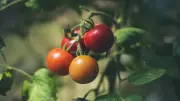 Tomaten im Beet: Gute Nachbarn für reiche Ernte