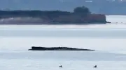 Totgeglaubter Wal vor Poel: Privatinitiative startet heute spektakulären Rettungsversuch