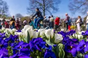 Tulpenfest in Luckau: Farbenmeer und Trachten zum Stadtjubiläum