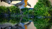 Vogelbeobachtung für Einsteiger: Exkursion im Biosphärenreservat