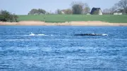 Wal vor Poel: Rettungsaktion mit Gurten und Lastkahn gestartet