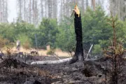 Waldbrandgefahr in Thüringen steigt deutlich an