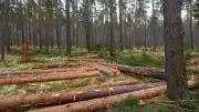 Waldverein Schildfeld: Privatwaldbesitzer profitieren von Holzverkauf, doch Baumwahl wird entscheidend