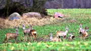 Wanderung durch die Randowniederung: Rehwild und Naturwissen