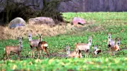 Warum Jäger Rehe falsch benennen: Wanderung in der Randowniederung