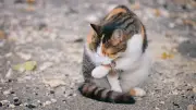 Warum Katzen sich selbst beißen: Ursachen und Tipps