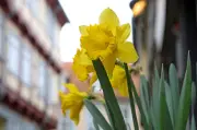 Wechselhaftes Osterwetter in Mitteldeutschland: Sonne, Schauer und milde Temperaturen