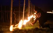 Weinbauern kämpfen gegen Spätfrost: Kerzen und Rauchfeuer schützen Reben in Sachsen