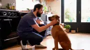 Wenn Ruhe trügt: Ist Ihr Hund wirklich brav oder nur überfordert?