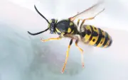 Wespen-Alarm im Auto: Ruhe bewahren und richtig handeln bei Insekten am Steuer