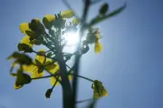 Wetter in Berlin und Brandenburg: Nach Frost wird es sommerlich