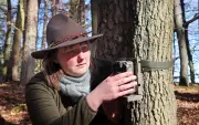 Wildkatzen-Monitoring in MV: Mit Baldrian und Fotofallen auf der Suche nach dem scheuen Jäger