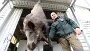 Wildschweine in Rostock: Hohe Schäden auf Grünflächen