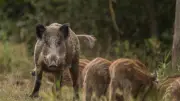 Wildschweinplage in Weißenfels: Stadtjäger warnt vor zunehmenden Vorfällen