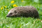 Wildtier-SOS-App: Digitale Ersthilfe für verletzte Tiere in der Natur