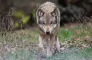 Wolf bei Verkehrsunfall schwer verletzt – Jäger muss Tier notgeschlachten
