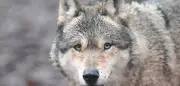 Wolf im Bayerischen Wald stirbt nach Verkehrsunfall: Nationalpark-Mitarbeiter finden verletztes Tier