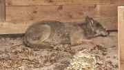 Wolf nach Beißvorfall in Hamburg: Behörde plant Paintball-Abwehr