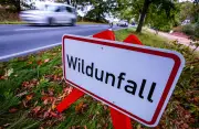 Wolf verunglückt tödlich auf der Autobahn 19 bei Güstrow in Mecklenburg-Vorpommern