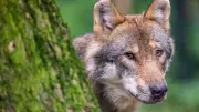 Wolfsangriff in Adamsdorf: Seltenes Fohlen getötet - Zucht bedrohter Rasse gefährdet