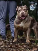 XL-Bully beißt Rentner zu Tode - Besitzer zu 12 Jahren Haft verurteilt