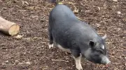 Zahmes Hängebauchschwein aus Walbeck findet neues Zuhause