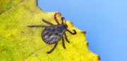 Zeckenalarm: 24 Todesfälle durch FSME und Borreliose in einem Jahr – Zahl der Krankenhausbehandlungen steigt