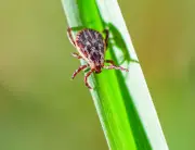 Zeckensaison startet: Borreliose- und FSME-Fälle in Deutschland gemeldet