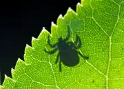 Zeckensaison startet: FSME-Impfquote in Sachsen alarmierend niedrig - Nordsachsen neues Risikogebiet