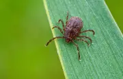 Zeckensaison startet mit zahlreichen Borreliose-Fällen in Sachsen-Anhalt